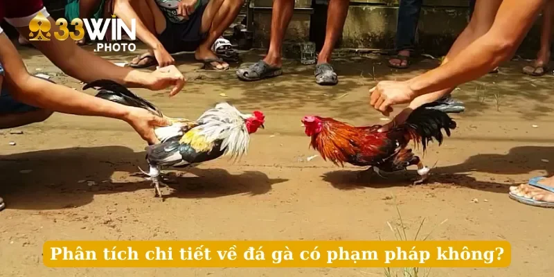 Phân tích chi tiết về đá gà có phạm pháp không?