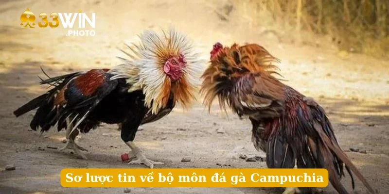 Sơ lược tin về bộ môn đá gà Campuchia