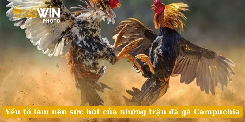 Yếu tố làm nên sức hút của những trận đá gà Campuchia